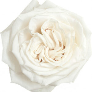 Art. A. ROSE PLAYA BLANCA