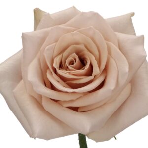 Art. A. ROSE QUICKSAND