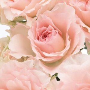 Art. A. ROSE ROSA