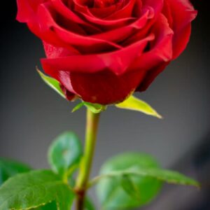 Art. A. ROSE ROSSE