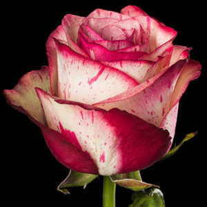 Art. A. ROSE BIANCO ROSSO