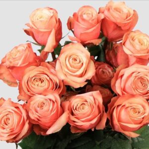 Art. A. ROSE KAHALA