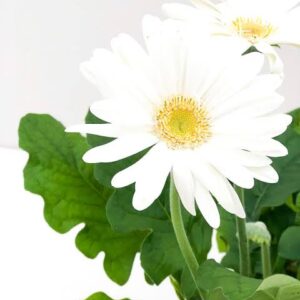 Art. A. GERBERA RECISA BIANCA