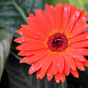Art. A. GERBERA RECISA CORALLO