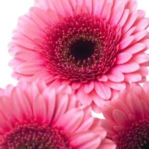 Art. A. GERBERA RECISA FUCSIA