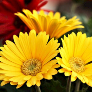 Art. A. GERBERA RECISA GIALLA