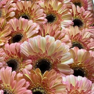 Art. A. GERBERA RECISA PESCA