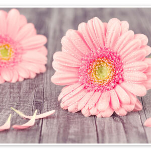 Art. A. GERBERA RECISA ROSA