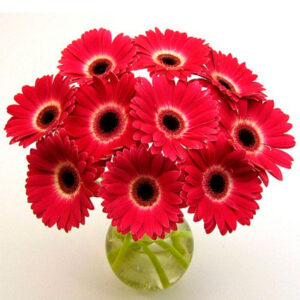 Art. A. GERBERA RECISA ROSSA