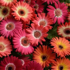 Art. A. GERBERA RECISA VARIEGATA