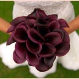 Art. A. CALLA NERA RECISA
