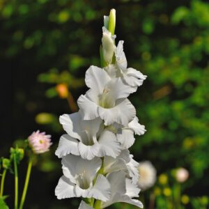 Art. A. GLADIOLO BIANCO