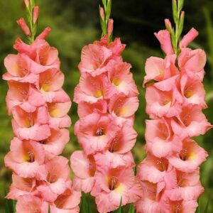 Art. A. GLADIOLO ROSA
