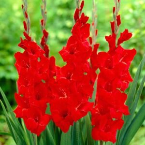 Art. A. GLADIOLO ROSSO