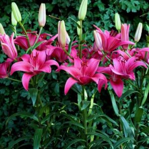 Art. A. LILIUM ROSA ORIENTALE