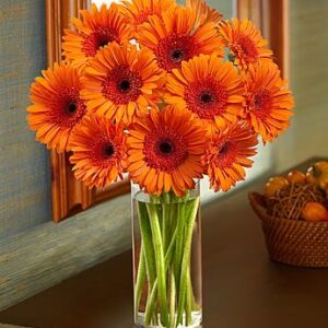 Art. A. GERBERA RECISA ARANCIO