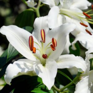 Art. A. LILIUM BIANCO ORIENTALE
