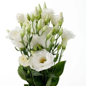 Art. A. LISIANTHUS BIANCO