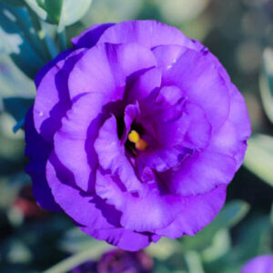 Art. A. LISIANTHUS VIOLA