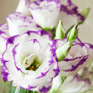 Art. A. LISIANTHUS VIOLA/BIANCO