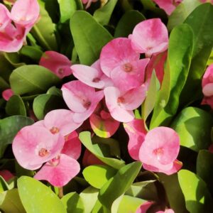 Art. EUPHORBIA MILLI ROSA