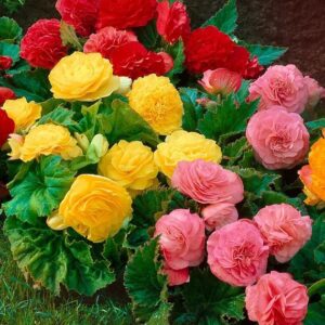 Art. BEGONIA MIX