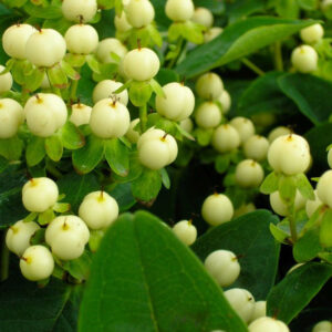 Art. A. IPERICUM BACCHE BIANCHE