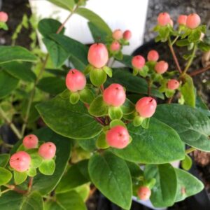Art. A. IPERICUM BACCHE ROSA