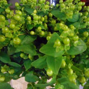 Art. A. IPERICUM BACCHE VERDI