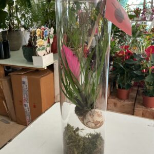 Art. TILLANDSIA IN CILINDRO DI VETRO