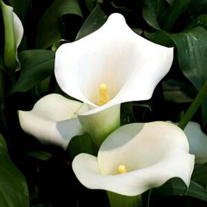 Art. A. CALLA BIANCA RECISA