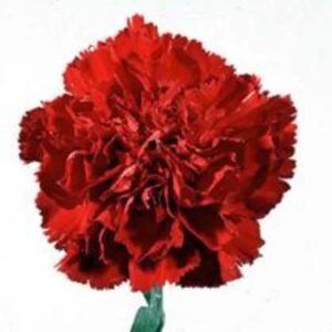 Art. A. GAROFANI ROSSO
