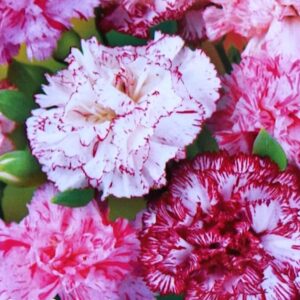 Art. A. GAROFANI VARIEGATO mix