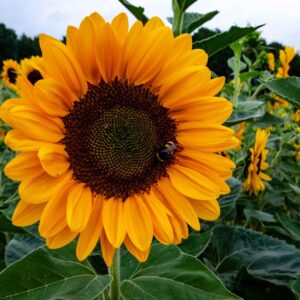 Art. A. GIRASOLI