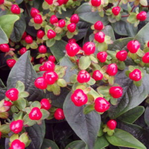 Art. A. IPERICUM BACCHE ROSSE