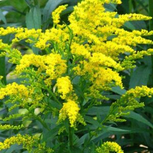 Art. A. SOLIDAGO GIALLO