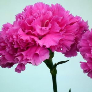 Art. A. GAROFANI FUCSIA