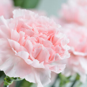 Art. A. GAROFANI ROSA