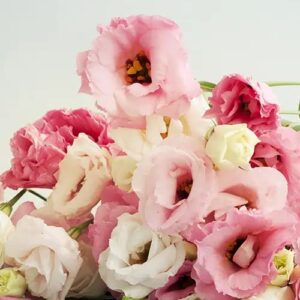Art. A. LISIANTHUS ROSA