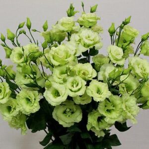 Art. A. LISIANTHUS VERDE