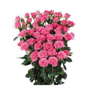 Art. A. ROSE A GRAPPOLO mix color