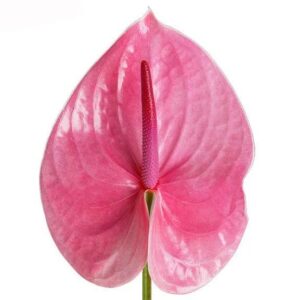 Art. A. ANTURIUM RECISO ROSA