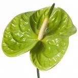 Art. A. ANTURIUM RECISO VERDE