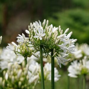 Art. A. AGAPANTHUS BIANCO