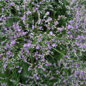 Art. A. LIMONIUM VIOLA