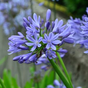 Art. A. AGAPANTHUS VIOLA