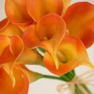 Art. A. CALLA ARANCIO RECISA