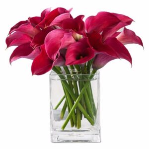 Art. A. CALLA FUCSIA RECISA