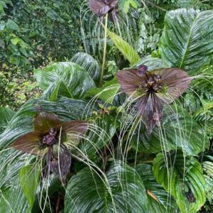 Art. TACCA CHANTRIERI