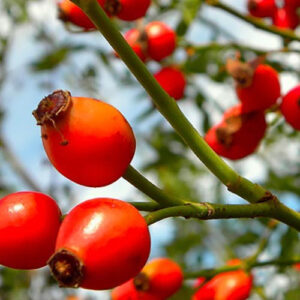 Art. A. BACCA DI ROSA CANINA